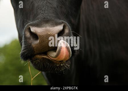 Nez de vache Black angus gros plan, vache sortant la langue Banque D'Images