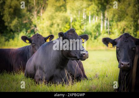 Veau de vache angus noir couché dans l'herbe le jour d'été Banque D'Images