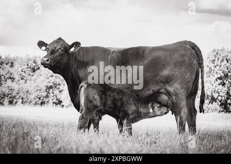 Black angus vache allaitante veau sur prairie, dans le paddock Banque D'Images