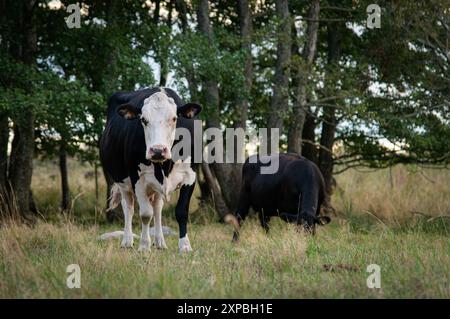 Vache allaitante chauve croisée debout sur des arbres de prairie en arrière-plan Banque D'Images