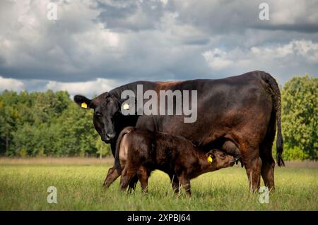 Black angus vache allaitant un veau dans la prairie Banque D'Images