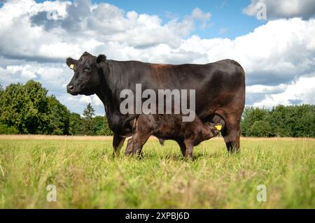 Black angus vache allaitant un veau dans la prairie Banque D'Images