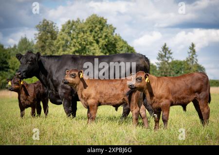 Black angus vache et veau sur prairie Banque D'Images