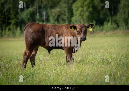 Veau angus noir debout dans l'herbe le jour d'été Banque D'Images