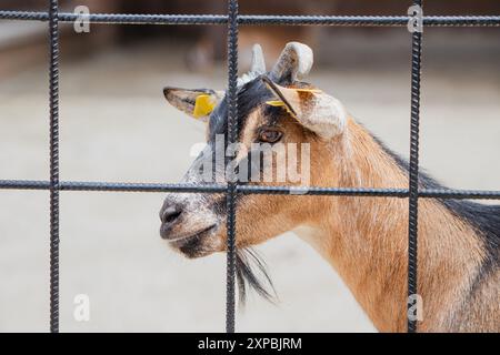 Une chèvre mignonne au zoo, regardant à travers la clôture avec sa fourrure brune et ses cornes Banque D'Images