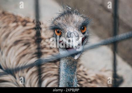 Gros plan de la tête d'une autruche dans une cage de zoo, avec son gros œil et son bec Banque D'Images