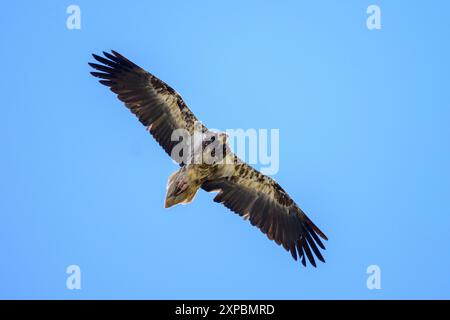 Vulture Egypienne juvénile en vol Banque D'Images