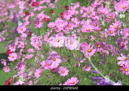 Cosmos rose, cosméa bipinnatus «Casanova Pink» en fleur. Banque D'Images