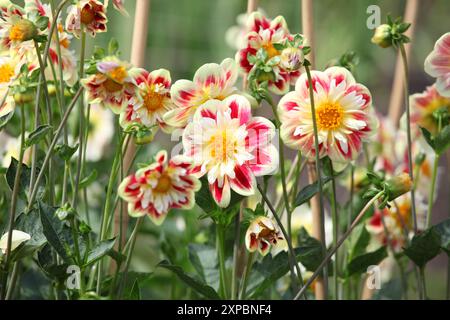 Collarette rouge et jaune Dahlia «Ashpire Fancy» en fleur. Banque D'Images