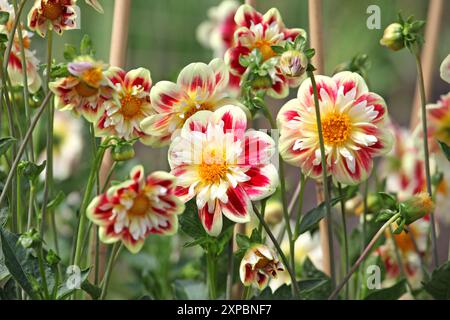 Collarette rouge et jaune Dahlia «Ashpire Fancy» en fleur. Banque D'Images