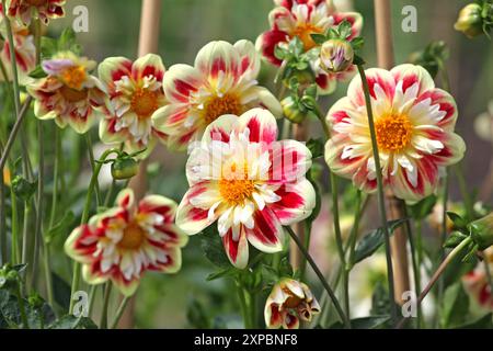 Collarette rouge et jaune Dahlia «Ashpire Fancy» en fleur. Banque D'Images