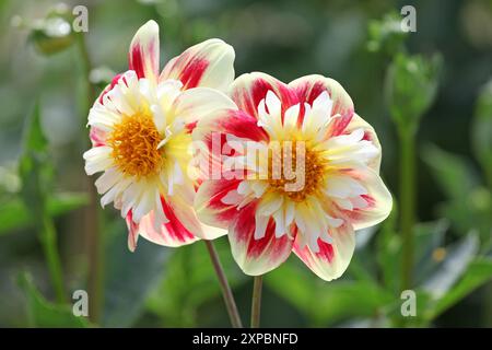 Collarette rouge et jaune Dahlia «Ashpire Fancy» en fleur. Banque D'Images
