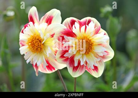 Collarette rouge et jaune Dahlia «Ashpire Fancy» en fleur. Banque D'Images