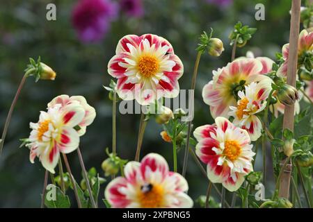 Collarette rouge et jaune Dahlia «Ashpire Fancy» en fleur. Banque D'Images