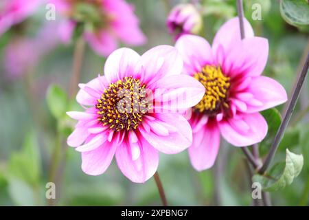 Collarette rose et violet Dahlia «Skyfall» en fleur. Banque D'Images