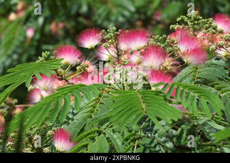 Pinceau rose et blanc Albizia julibrissin, l'arbre à soie persan, arbre à soie rose, ou arbre mimosa en fleur. Banque D'Images