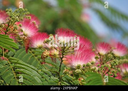 Pinceau rose et blanc Albizia julibrissin, l'arbre à soie persan, arbre à soie rose, ou arbre mimosa en fleur. Banque D'Images