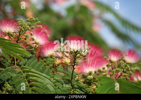 Pinceau rose et blanc Albizia julibrissin, l'arbre à soie persan, arbre à soie rose, ou arbre mimosa en fleur. Banque D'Images