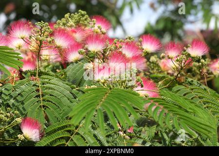 Pinceau rose et blanc Albizia julibrissin, l'arbre à soie persan, arbre à soie rose, ou arbre mimosa en fleur. Banque D'Images