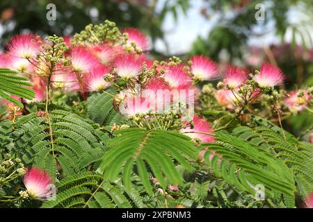 Pinceau rose et blanc Albizia julibrissin, l'arbre à soie persan, arbre à soie rose, ou arbre mimosa en fleur. Banque D'Images