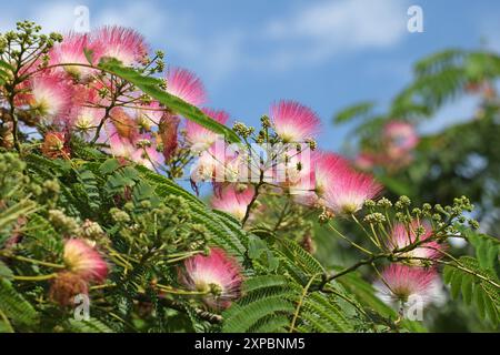 Pinceau rose et blanc Albizia julibrissin, l'arbre à soie persan, arbre à soie rose, ou arbre mimosa en fleur. Banque D'Images