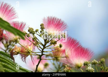 Pinceau rose et blanc Albizia julibrissin, l'arbre à soie persan, arbre à soie rose, ou arbre mimosa en fleur. Banque D'Images