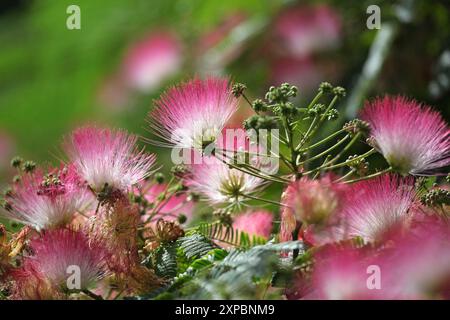 Pinceau rose et blanc Albizia julibrissin, l'arbre à soie persan, arbre à soie rose, ou arbre mimosa en fleur. Banque D'Images