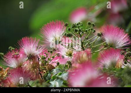 Pinceau rose et blanc Albizia julibrissin, l'arbre à soie persan, arbre à soie rose, ou arbre mimosa en fleur. Banque D'Images