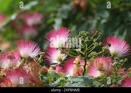 Pinceau rose et blanc Albizia julibrissin, l'arbre à soie persan, arbre à soie rose, ou arbre mimosa en fleur. Banque D'Images