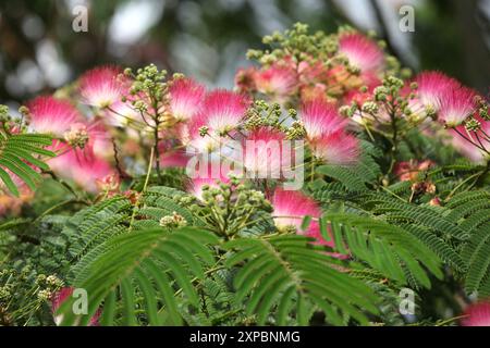 Pinceau rose et blanc Albizia julibrissin, l'arbre à soie persan, arbre à soie rose, ou arbre mimosa en fleur. Banque D'Images