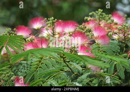 Pinceau rose et blanc Albizia julibrissin, l'arbre à soie persan, arbre à soie rose, ou arbre mimosa en fleur. Banque D'Images