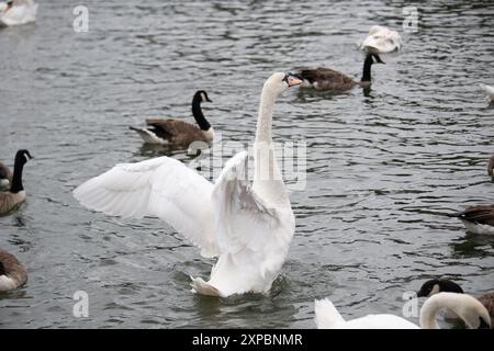 Eton, Royaume-Uni. 5 août 2024. Cygnes sur la Tamise à Eton, Windsor, Berkshire. Suite à la hausse annuelle des cygnes sur la Tamise le mois dernier, où le nombre de cygnets est compté et contrôlé, le marqueur de cygnes du roi, David Barber, a déclaré que le nombre de cygnets était en baisse l'an dernier. Il n'y a eu que 86 jeunes cygnes trouvés lors d'une recherche de cinq jours sur la rivière entre Londres et Oxfordshire, une baisse de 45% en deux ans. David Barber, le marqueur de cygne du roi, blâme les catapultes et les tirs d'armes à air comprimé, ainsi que l'impact continu de la grippe aviaire. « Je ne peux pas dire que ce fut une bonne année, malheureusement th Banque D'Images