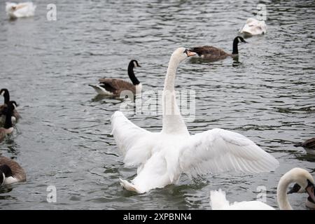 Eton, Royaume-Uni. 5 août 2024. Cygnes sur la Tamise à Eton, Windsor, Berkshire. Suite à la hausse annuelle des cygnes sur la Tamise le mois dernier, où le nombre de cygnets est compté et contrôlé, le marqueur de cygnes du roi, David Barber, a déclaré que le nombre de cygnets était en baisse l'an dernier. Il n'y a eu que 86 jeunes cygnes trouvés lors d'une recherche de cinq jours sur la rivière entre Londres et Oxfordshire, une baisse de 45% en deux ans. David Barber, le marqueur de cygne du roi, blâme les catapultes et les tirs d'armes à air comprimé, ainsi que l'impact continu de la grippe aviaire. « Je ne peux pas dire que ce fut une bonne année, malheureusement th Banque D'Images