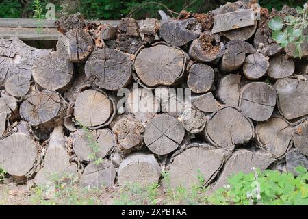 Bûches de pin fraîchement coupées à l'usine de scierie. Stockage de bois de chauffage. Entrepôt de bois de chauffage à la campagne. Fond en bois naturel. Banque D'Images