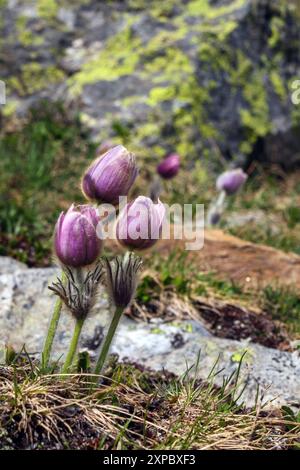 Pulsatilla vernalis sur la montagne Confinale. Groupe Ortles-Cevedale. Valfurva. Valtellina. Lombardia. Alpes italiennes. Europe. Banque D'Images