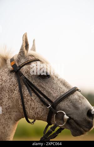 Gros plan de la tête d'un cheval gris dapple avec bride. Portrait de beau cheval sur fond de prairie. Banque D'Images