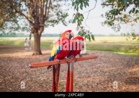 Red Scarlet Macaws perchés sur le rail dans le jardin fleuri Banque D'Images