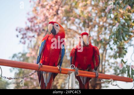 Red Scarlet Macaws perchés sur le rail dans le jardin fleuri Banque D'Images