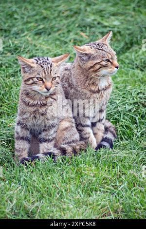 CHAT SAUVAGE (ÉCOSSAIS) FELIS SILVESTRIS KITTERN Banque D'Images