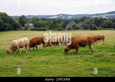 Vaches sur une prairie au domaine Schede dans les montagnes Ardey près de Herdecke, Rhénanie du Nord-Westphalie, Allemagne. Kuehe auf einer Wiese am gut Schede im Ar Banque D'Images