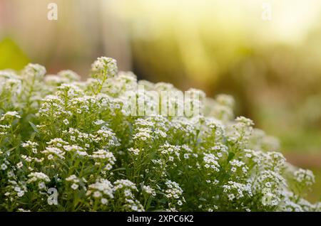 Petites fleurs blanches d'alyssum avec fond lumineux hors foyer et espace de copie. Banque D'Images