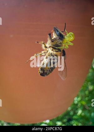 Araignée crabe, Misumena vatia, abeille, Apis mellifera, proie, Catch, à Pruhonice, République tchèque, le 23 mai 2024. (CTK photo/Libor Sojka) Banque D'Images