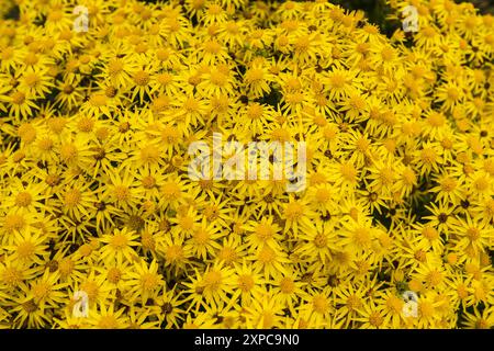 Senecio Jacobaea, ou Ragwort adjacent à l'étang à Langcliffe's allotments dans le North Yorkshire Banque D'Images