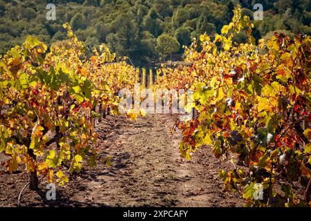 À l'automne, les vignobles de Sonoma, en Californie, se transforment en une tapisserie vibrante de couleurs automnales. Banque D'Images