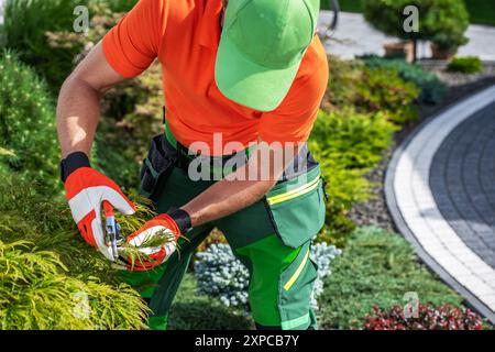 Un jardinier dans une chemise orange et un pantalon vert taillent soigneusement les arbustes avec des sécateurs dans un jardin bien entretenu. Banque D'Images