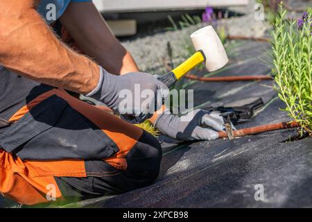 Un jardinier s'agenouille et utilise un maillet pour sécuriser un système d'irrigation goutte à goutte dans un lit de fleurs vibrant. Banque D'Images