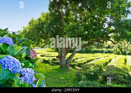 Champ de plantation de thé Cha Gorreana et usine sur l'île de Sao Miguel, Açores, Portugal. Un arbre et une hortensia fleurissent à côté de rangées de plants de thé. Banque D'Images