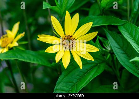 Helianthus Decapetalus (tournesol à feuilles minces) Banque D'Images