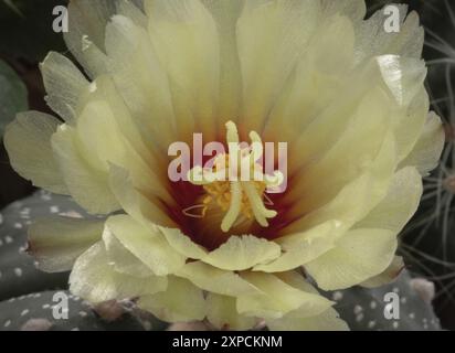 Détail de la fleur jaune d'Astrophytum asterias (Kabuto cactus) dans le jardin de cactus. Fleur de cactus, plante succulente, espace pour le texte, foyer sélectif. Banque D'Images