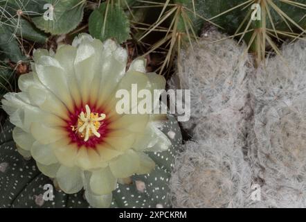 Vue de dessus de fleur jaune d'Astrophytum asterias (cactus de Kabuto) avec Mammillaria plumosa dans le jardin de cactus. Fleur de cactus, plante succulente, Copy spac Banque D'Images